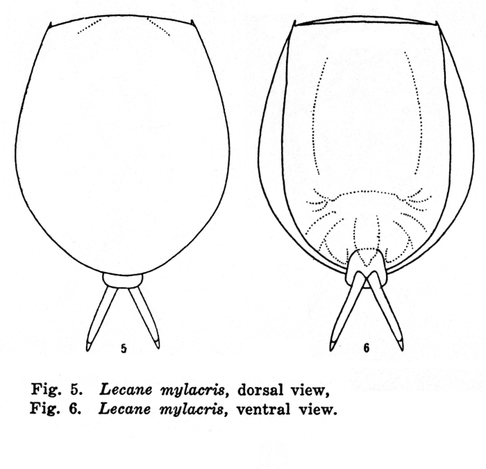 Lecane mylacris