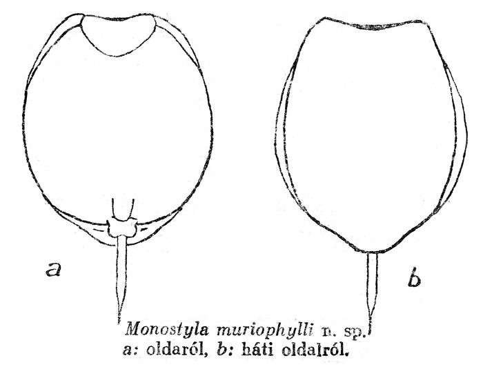 Lecane myriophylli - Original description image