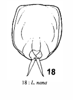 Lecane nana