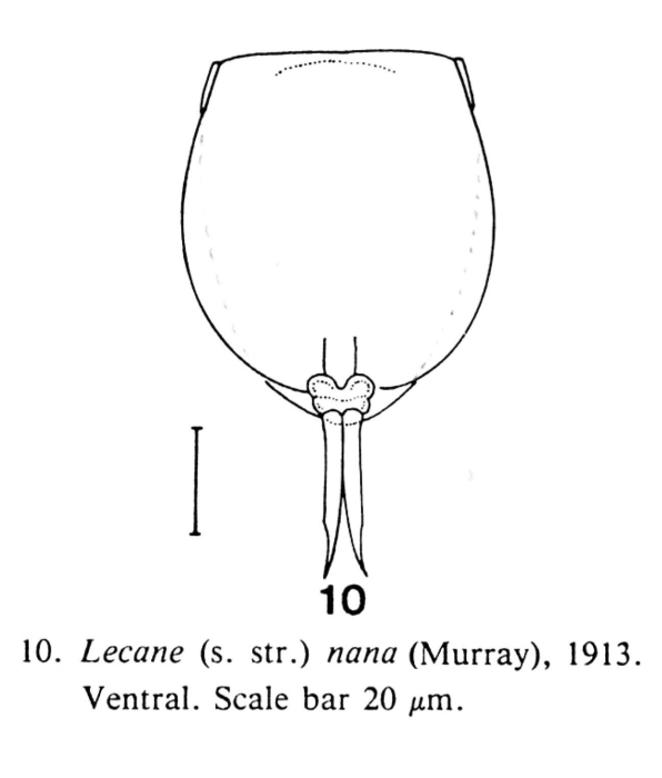 Lecane nana
