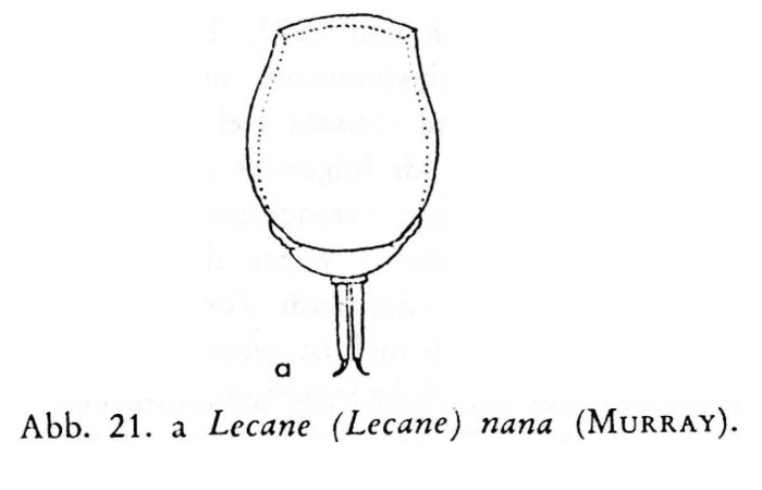 Lecane nana Lecane nana