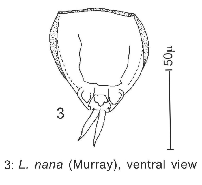 Lecane nana