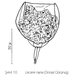 Lecane nana