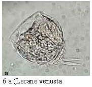 Lecane nana