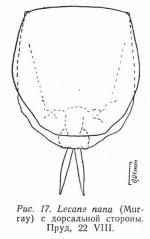 Lecane nana