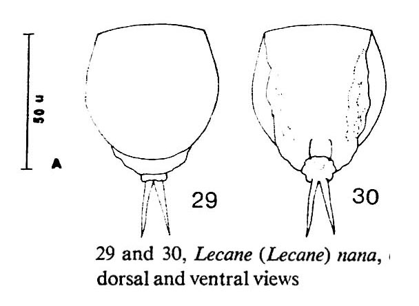 Lecane nana