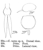 Lecane nana - Original description image