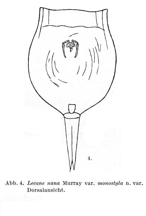 Lecane nana var. monostyla - Original description image