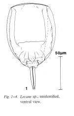 Lecane nelsoni