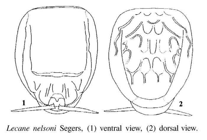 Lecane nelsoni