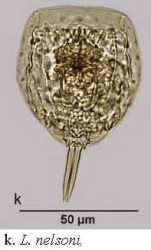 Lecane nelsoni