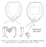 Lecane nelsoni - Original description image