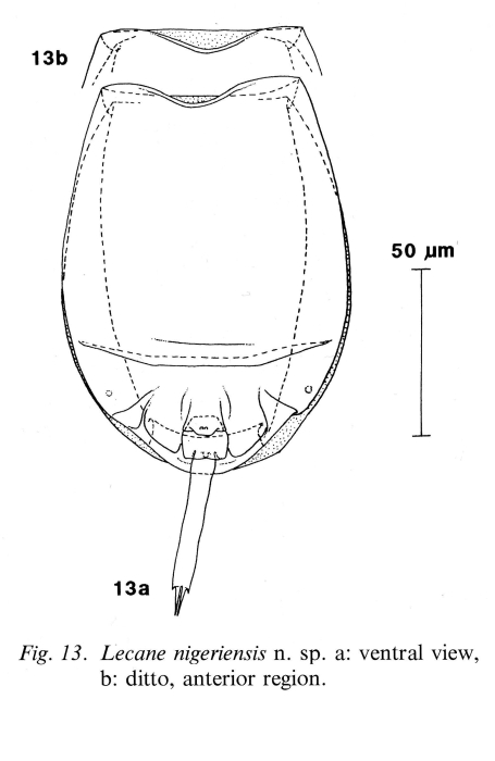 Lecane nigeriensis - Original description image