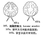 Lecane niothis