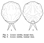 Lecane niothis - Original description image