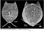 Lecane nitida