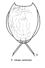 Lecane nitida