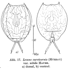 Lecane nitida