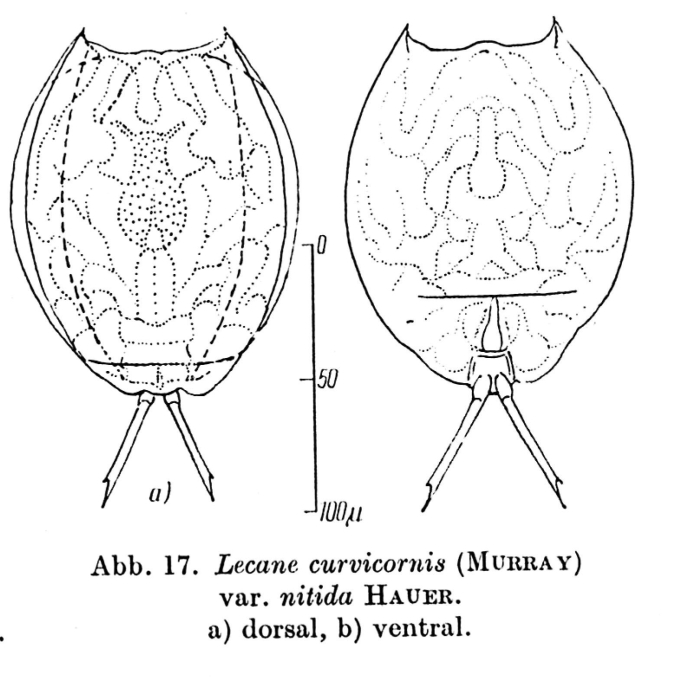 Lecane nitida Lecane nitida