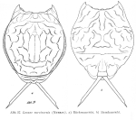 Lecane nitida
