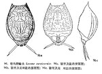 Lecane nitida
