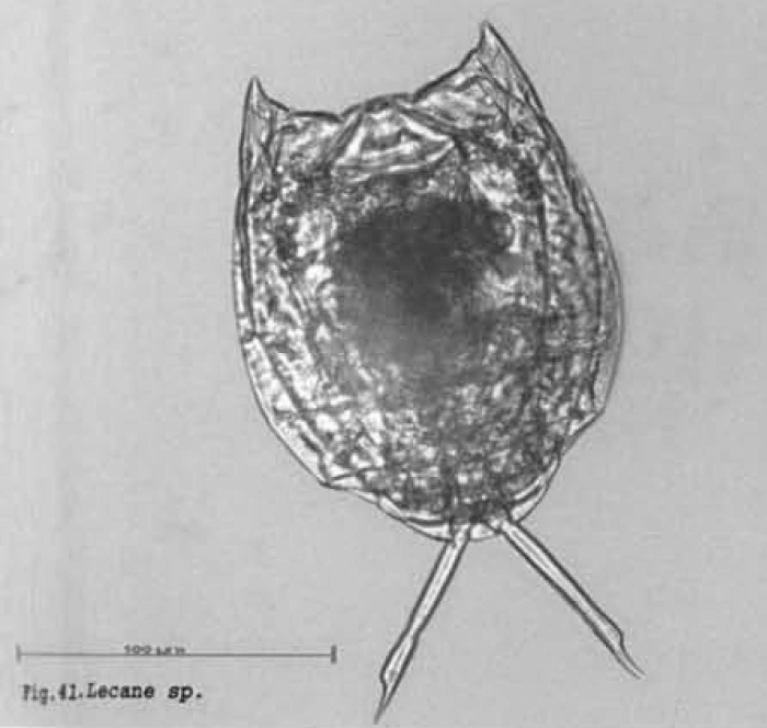 Lecane nitida