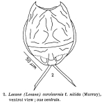 Lecane nitida