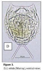 Lecane nitida