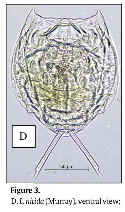 Lecane nitida