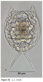 Lecane nitida