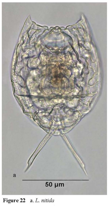 Lecane nitida Lecane nitida