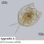 Lecane nitida