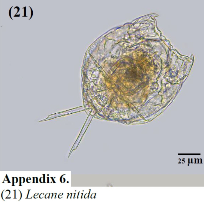 Lecane nitida