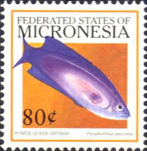 Pseudanthias pascalus Pseudanthias pascalus