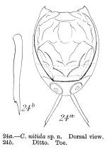 Lecane nitida - Original description image