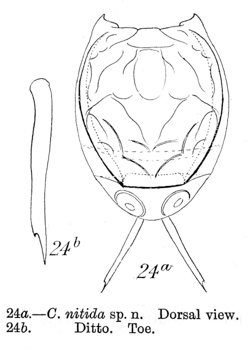 Lecane nitida - Original description image