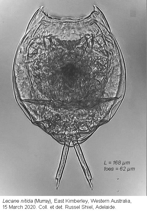 Lecane nitida
