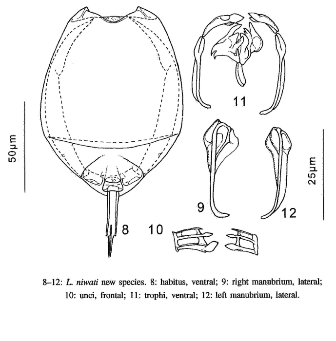 Lecane niwati - Original description image