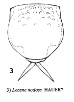 Lecane nodosa