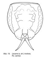 Lecane nodosa
