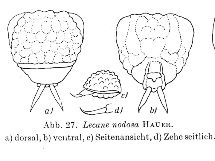 Lecane nodosa Lecane nodosa