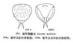 Lecane nodosa