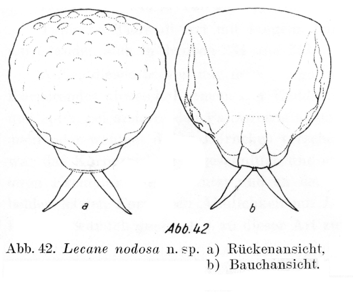 Lecane nodosa - Original description image