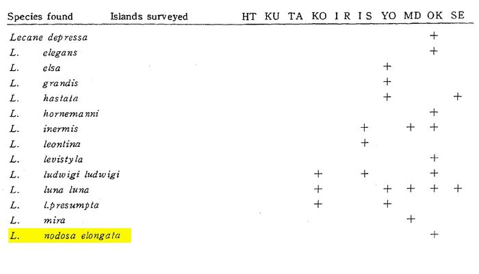 Lecane nodosa elongata - Original description image