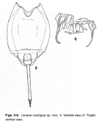 Lecane noobijupi - Original description image