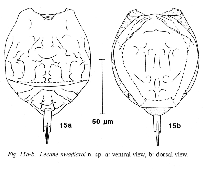 Lecane nwadiaroi - Original description image