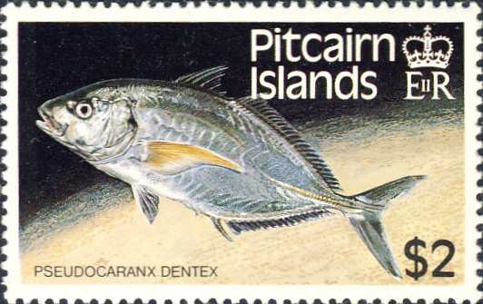 Pseudocaranx dentex Pseudocaranx dentex