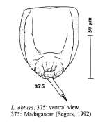 Lecane obtusa