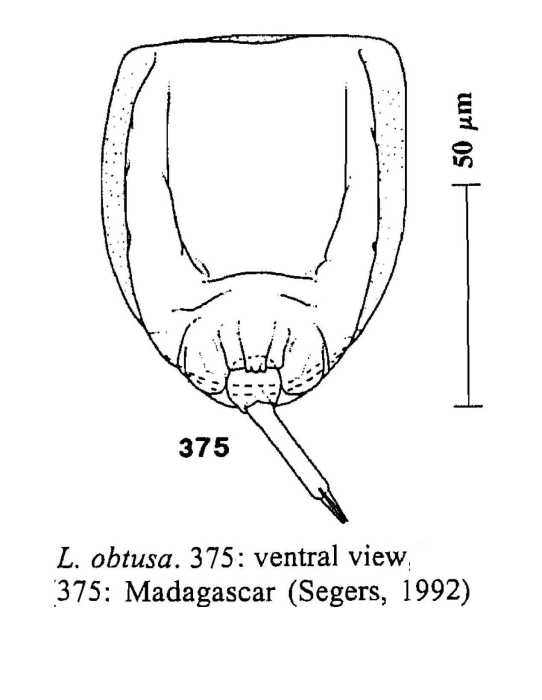Lecane obtusa Lecane obtusa