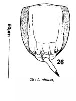 Lecane obtusa